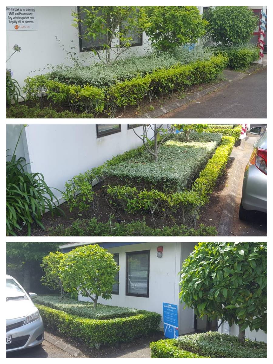 Three views of a commercial car park garden: hedges shaggy before, then trimmed square and the bed tidied
