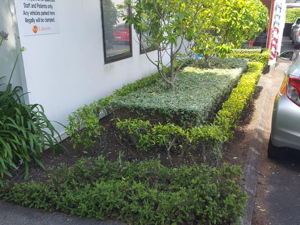 Box hedges trimmed square around a small tree in a commercial car park garden bed