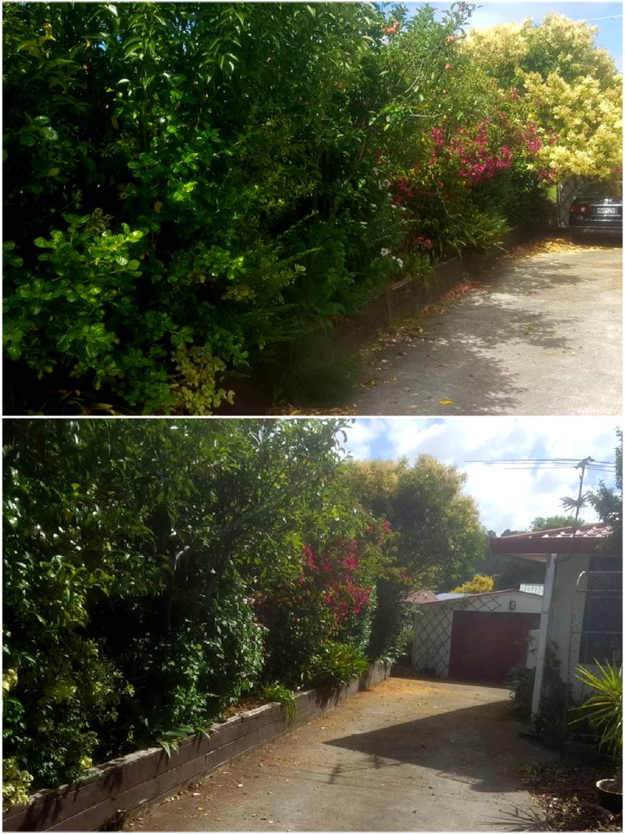 Before and after: shrubs and trees overhanging a driveway, then the same driveway with the growth trimmed back clear