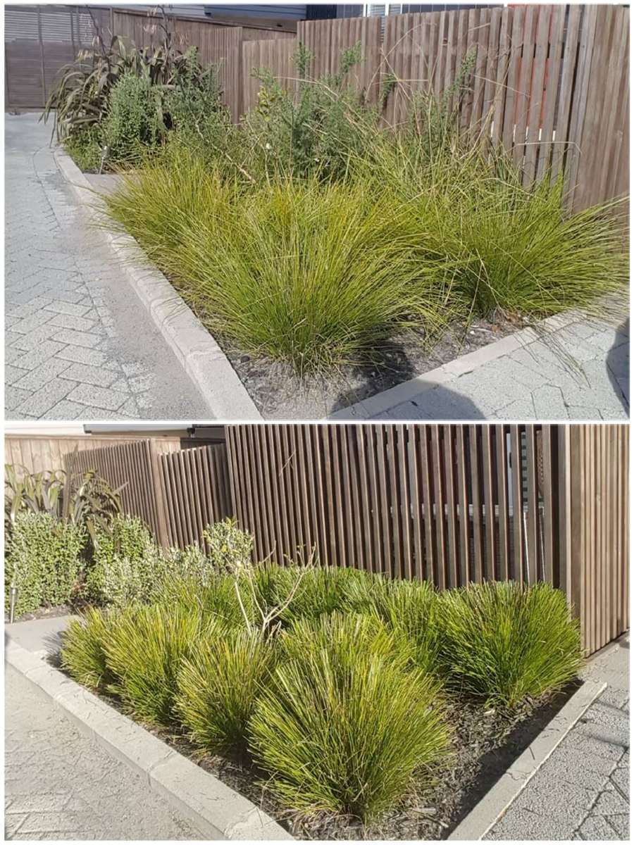 Before and after: overgrown tussock grasses spilling onto a footpath, then the same grasses cut back neatly inside the bed
