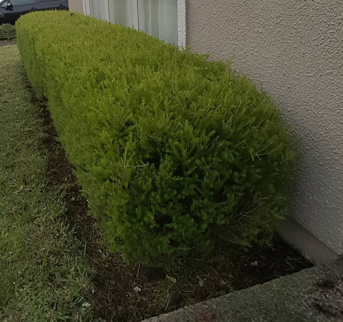 A low conifer hedge trimmed into a smooth rounded shape along the side of a house