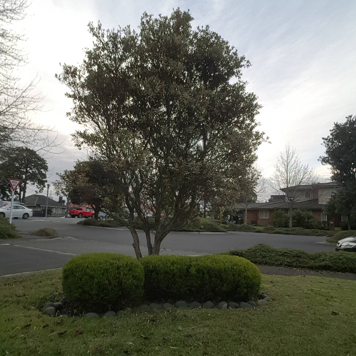 A pruned small tree above a clipped round hedge on a lawn beside a car park